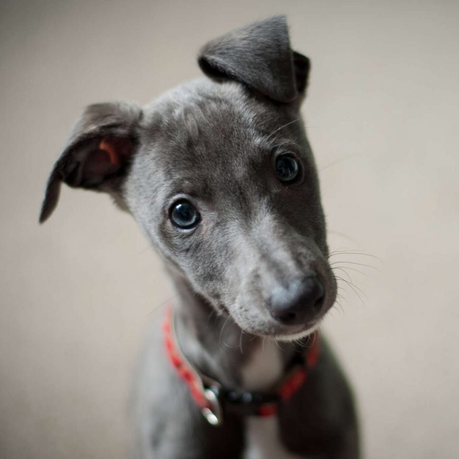 junger grauer Hund mit blauen Augen, der Mit Hundeblick in die Kamera schaut